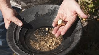 Gold Panning at Gold Creek from Juneau Alaska [upl. by Zoi]