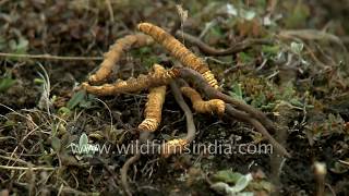 Magical caterpillar fungus from the Himalaya  Cordyceps sinensis [upl. by Eelak]