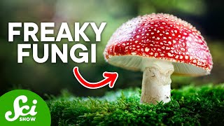 The Craziest Fungi On Earth Today [upl. by Sessler883]