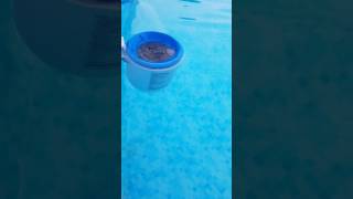 INTEX SKIMMER  COLEMAN POOL [upl. by Bj78]