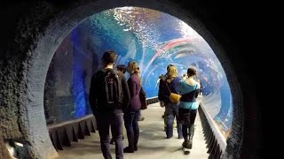 Oceanarium Afrykarium Wroclaw Poland WALKING TOUR HD 1080p [upl. by Dawna]