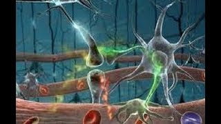 EL SISTEMA NERVIOSO HUMANO  NEURONA  CienciasEducativas SA [upl. by Teerpnam]