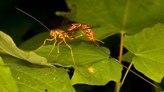 Megarhyssa macrurus  Giant Ichneumon Wasp [upl. by Burnaby]