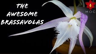 About Brassavola Orchids  Collection amp Care Tips [upl. by Malchus]