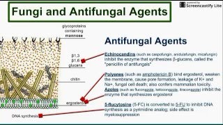 Fungi and Antifungal Agents [upl. by Singhal]