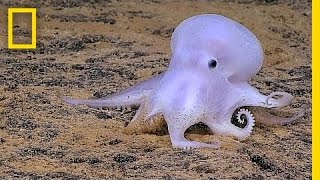 Ghostlike Octopus Found Lurking Deep Below the Sea  National Geographic [upl. by Lleon]