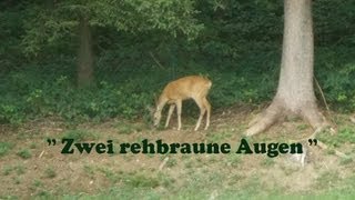 Zwei rehbraune Augen [upl. by Ylera]