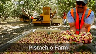 PISTACHIO HARVEST  ASI ES COMO COSECHAN EL PISTACHOPISTACHEPISTACHIO FARM [upl. by Hanleigh242]