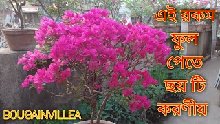 How to care of bougainvillea for 100 flowering [upl. by Aiouqahs]