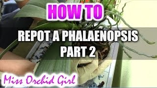 How to repot a Phalaenopsis Orchid Part 2 [upl. by Gawlas]