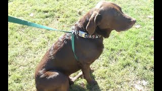 How To Make A Dog Harness Simple DIY Guide [upl. by Nerred]