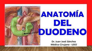 🥇 Anatomía del DUODENO Fácil Rápida y Sencilla [upl. by Eteragram]