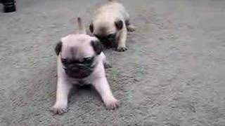 Pug Puppies 4 Weeks Old [upl. by Keyes]