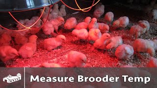 How To Measure Chicken Brooder Temperature  AMA S7E3 [upl. by Airetnohs]