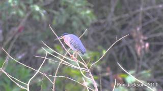 Striated Heron  Butorides striatus [upl. by Angel456]