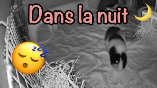 Que fait mon cochon dinde la nuit [upl. by High]