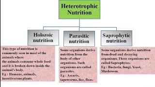 Heterotrophic nutrition and its types  Holozoic Parasitic and Saprophytic nutrition [upl. by Yelram595]