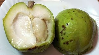 What is a White Sapote What does it Taste Like [upl. by Walsh70]