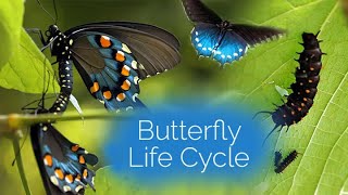 Butterfly Life Cycle [upl. by Akinahs]