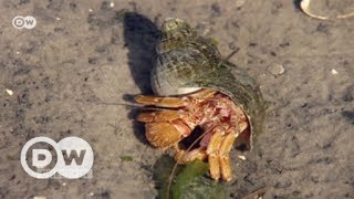 Abenteuer Wattenmeer  DW Deutsch [upl. by Nairim]