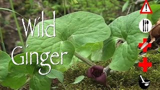 Wild Ginger Edible Medicinal Cautions amp Other Uses [upl. by Nav]