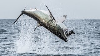 Flying Shark Great White Breaches Off South Africas Coast [upl. by Irbmac]