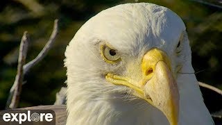 Never Stop Learning  Five Interesting Bald Eagle Facts [upl. by Sisi]