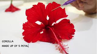 DISSECTION OF HIBISCUS ROSASINENSIS  ISC 12 [upl. by Trevethick]