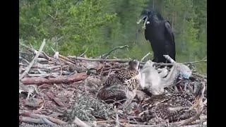 WARNING graphic attack on Satakunta Osprey Nest 1 raven kills a chick fox kills Alma 25 Jun 2021 [upl. by Elletse]