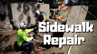 Tree Roots vs Sidewalks  Sidewalk Repair Project in Seattle Washington [upl. by Rosio]