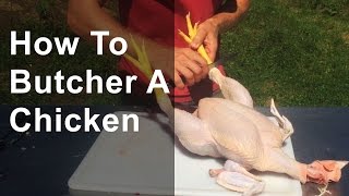 How to Butcher a Chicken Step by Step [upl. by Giustino310]