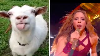 Shakira Tongue Vs Goat [upl. by Adrahs911]