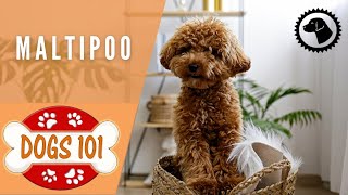 Dogs 101  MALTIPOO  Top Dog Facts about the MALTIPOO  DOG BREEDS 🐶 Brooklyns Corner [upl. by Adnama]