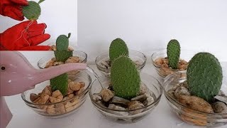 How to Propagate Cactus Leaf Cuttings in Water with Glass Bowl Opuntia Leucotricha Propagation [upl. by Bryce272]