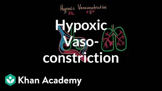 Hypoxic vasoconstriction  Respiratory system diseases  NCLEXRN  Khan Academy [upl. by Nosak]