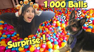 Surprising My DOG with 1000 Colourfull Balls 😱 Hilarious Reaction [upl. by Baniez]