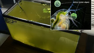 Raising Daphnia for the Freshwater Aquarium [upl. by Yanaj]