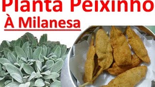 Planta Peixinho á Milanesa Será que tem mesmo gosto de peixe Assista e Descubra [upl. by Balthazar]