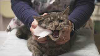 How To Brush Your Cats Teeth at Home [upl. by Rawdan]