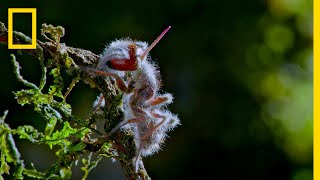 Zombie Parasite Cordyceps Fungus Takes Over Insects Through Mind Control  National Geographic [upl. by Carbone551]