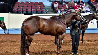 2017 AQHA Aged Stallions [upl. by Tennos]