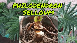 HOW TO PROPAGATE PHILODENDRON SELLOUM  Step By Step  Fel Pacs [upl. by Lanuk]