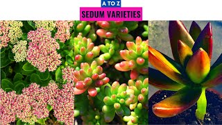 Sedum Varieties A to Z [upl. by Enniroc973]