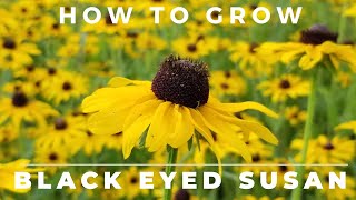 Black Eyed Susan Rudbeckia Hirta  Comprehensive Grow and Care Guide [upl. by Massingill96]