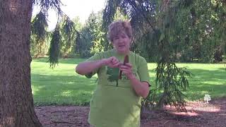 How to identify spruce trees Picea spp [upl. by Nallac]