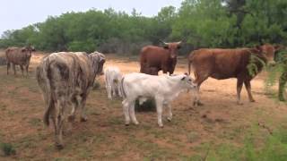 Beefmaster cross cows Brahman Calves and the yearlings heifers out of these cows [upl. by Eleon343]