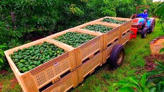 Amazing Avocados Farming and Harvesting  Avocados from Mexico 🇲🇽 🥑 [upl. by Melanie876]