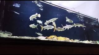 African TigerFish  Hydrocynus Vittatus amp Goliath  Hikari pellet feeding HD [upl. by Darach]