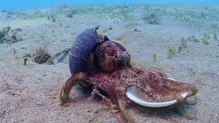 Coconut Octopus stilt walking collecting shells to use as armor  Amphioctopus marginatus [upl. by Alexandrina]