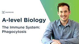 The Immune System Phagocytosis  Alevel Biology  OCR AQA Edexcel [upl. by Souza]